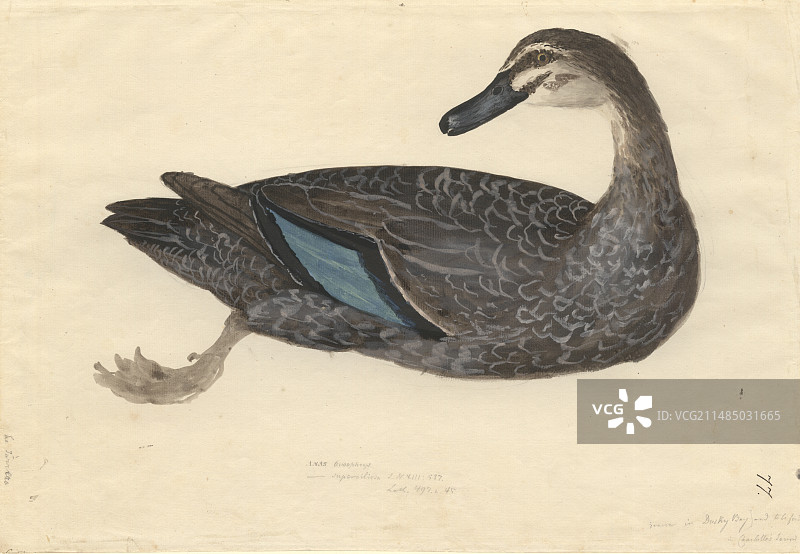 太平洋黑鸭插画图片素材