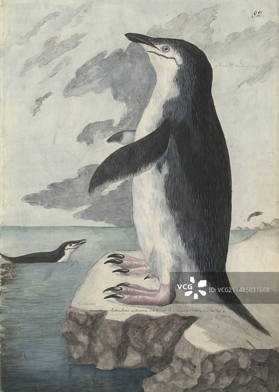 帽带企鹅插画图片素材