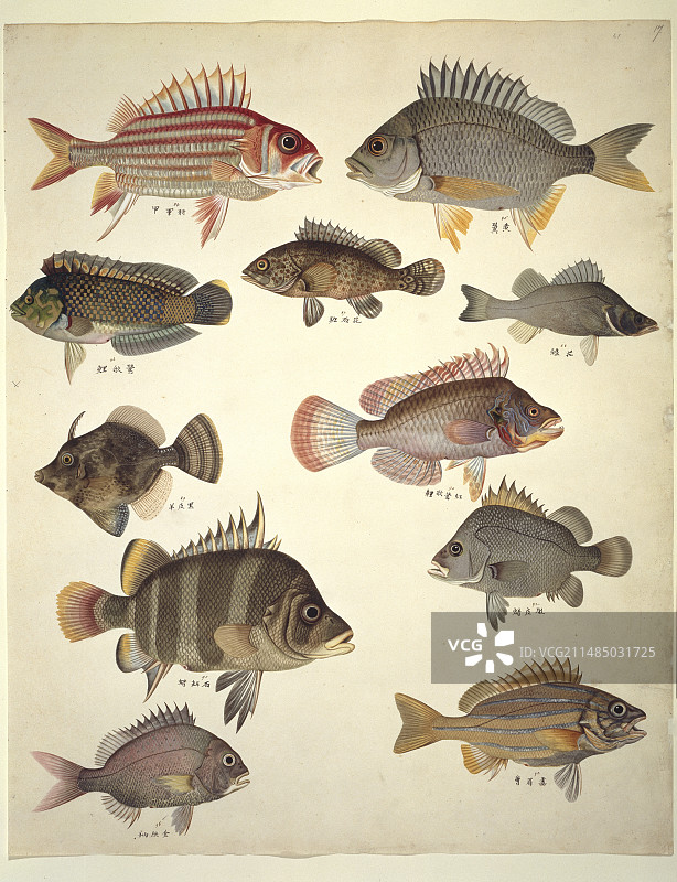 LS图版122：约翰·里夫斯收藏图片素材