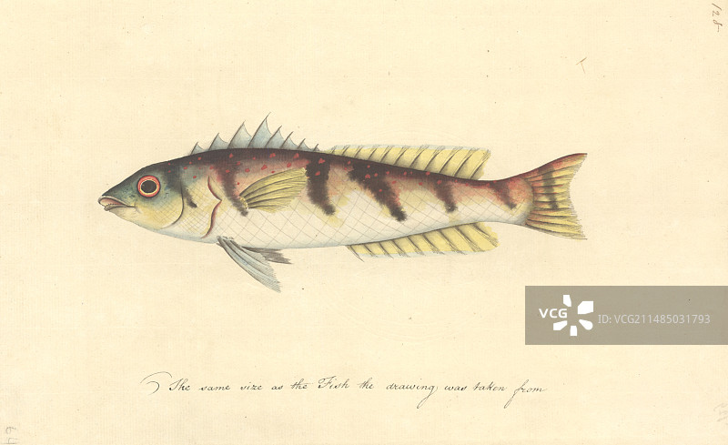 沃特林收藏水彩画63图片素材