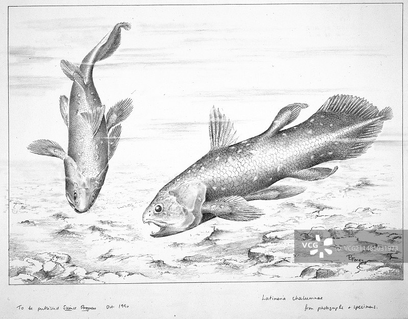 拉蒂迈鱼图片素材