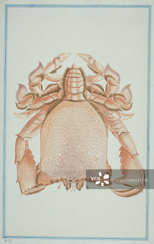 蛙形蟹图片素材