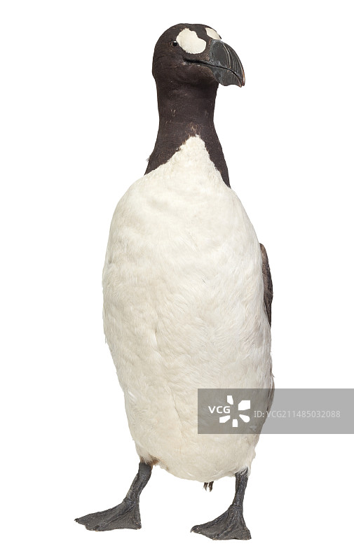 大海雀图片素材