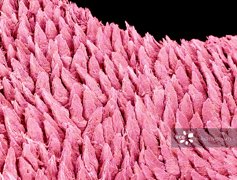 舌头表面，扫描电子显微镜图片素材