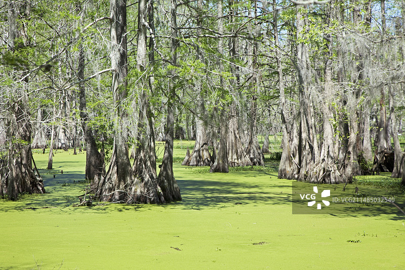 美国路易斯安那州柏树岛保护区图片素材