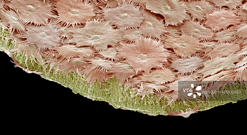 银叶树叶毛状体扫描电镜图图片素材