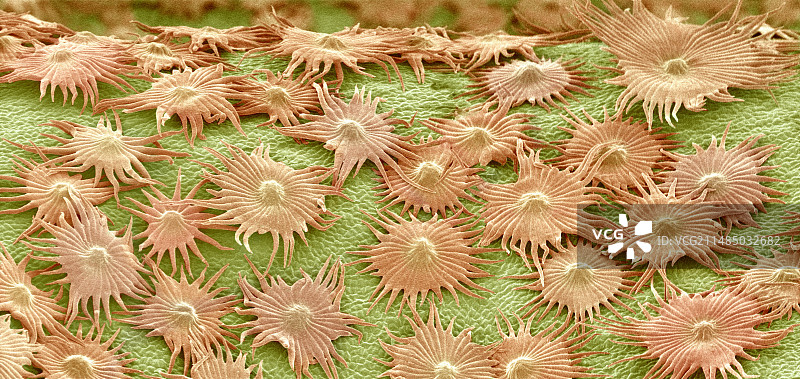 银叶树叶毛状体扫描电镜图图片素材