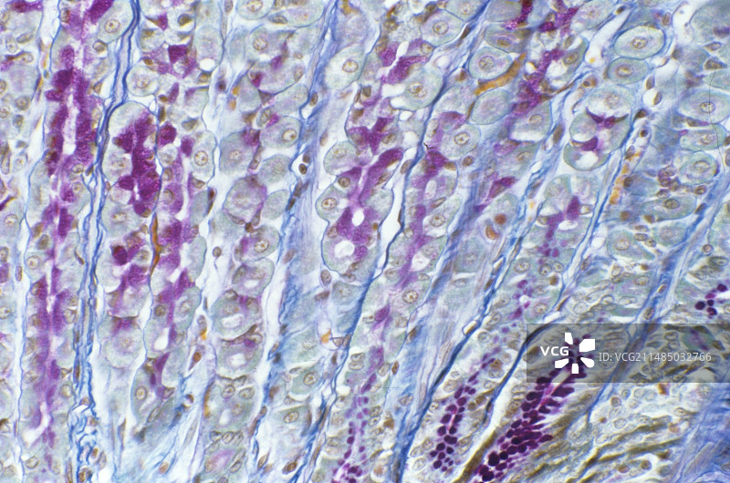 胃壁衬里显微照片图片素材