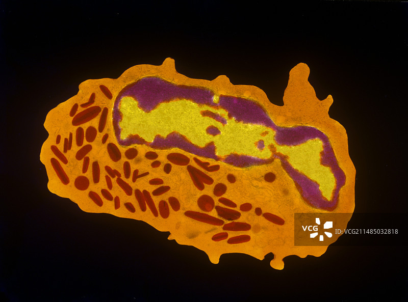 粒细胞白细胞透射电镜图像图片素材