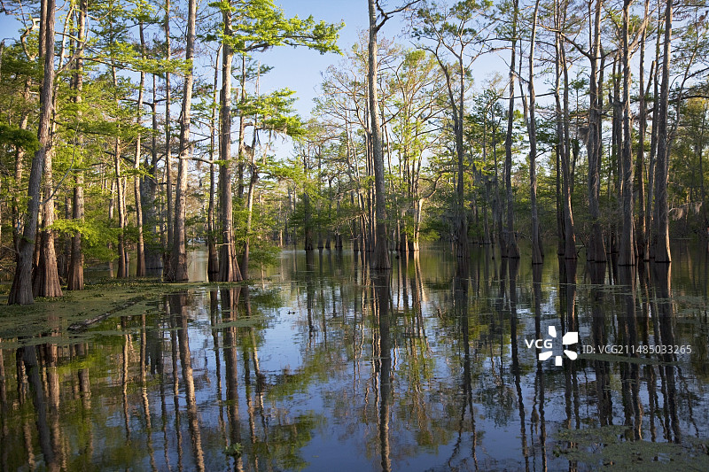 路易斯安那州柏树-图珀洛树林，美国图片素材