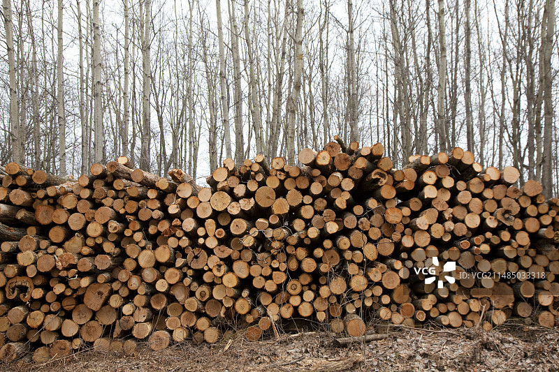 森林中的成堆木材图片素材