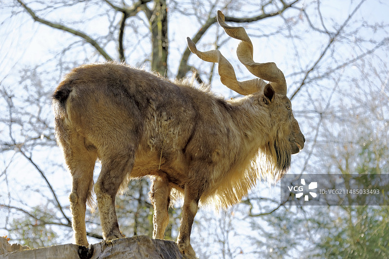 马可汗山羊图片素材