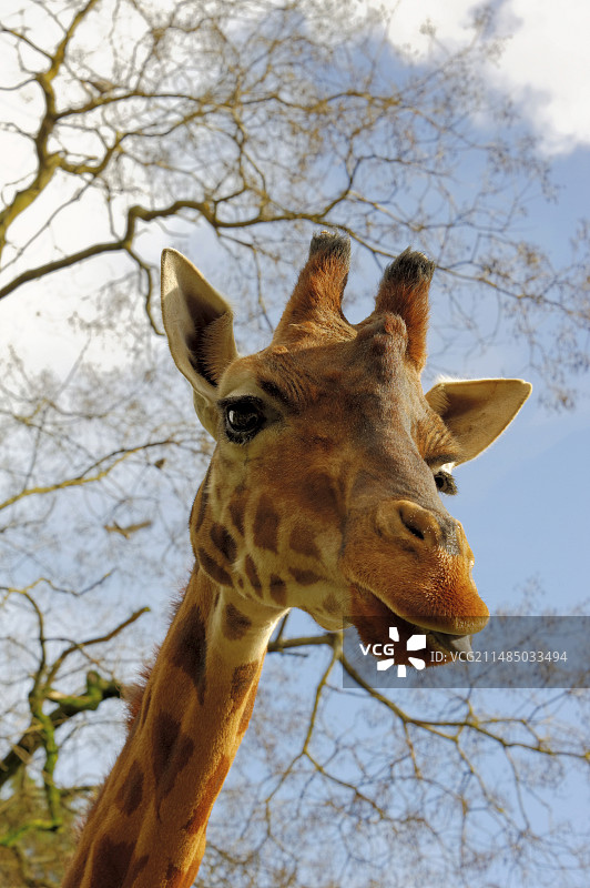 长颈鹿图片素材