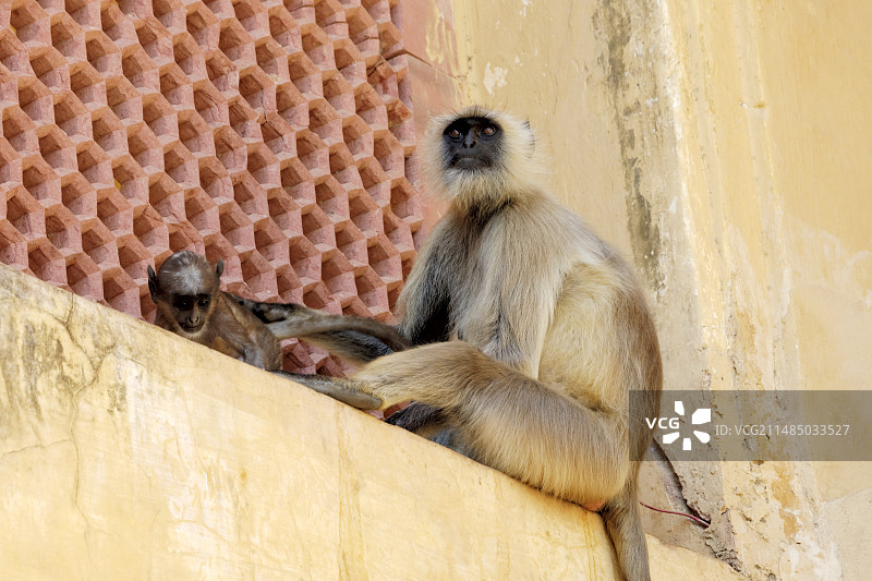 印度的灰叶猴，斋浦尔图片素材