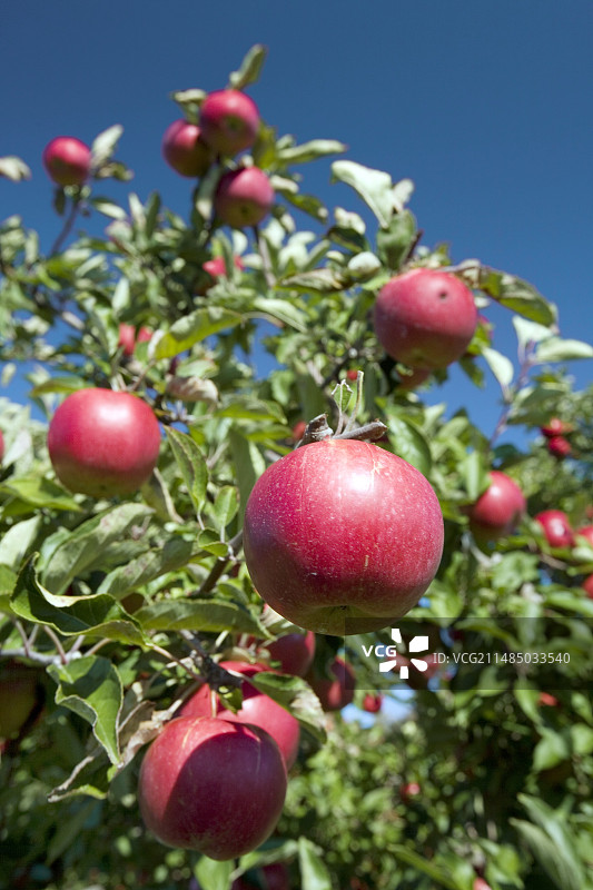 果园里的成熟苹果图片素材