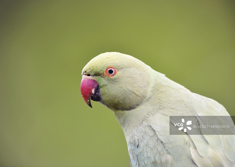 环颈鹦鹉图片素材