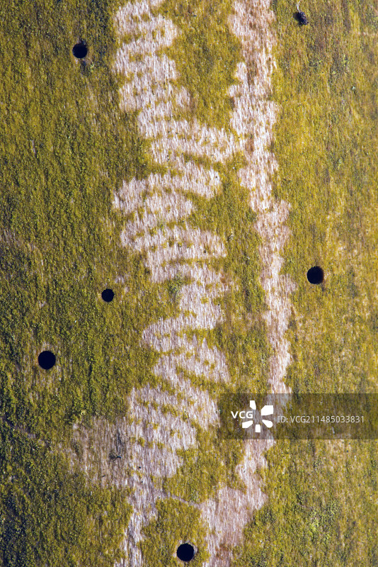 蜗牛以藻类为食留下的痕迹图片素材
