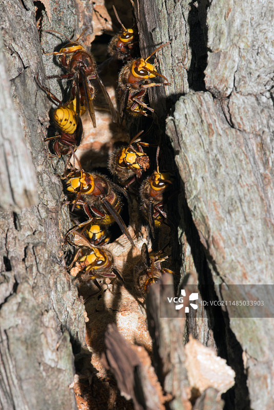 守护蜂巢的欧洲大黄蜂图片素材