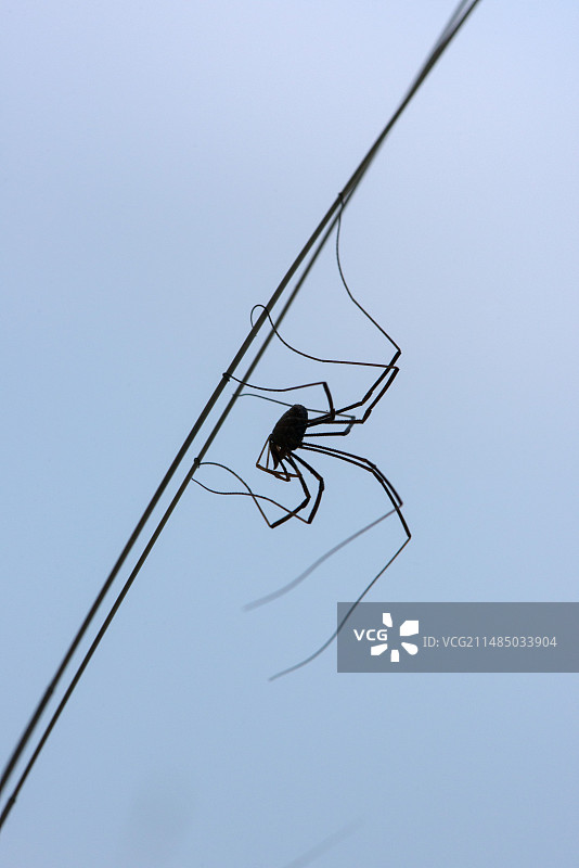 草叶上的 harvestman图片素材