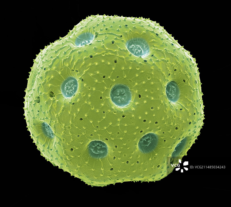 石竹花粉花粉粒扫描电镜图图片素材