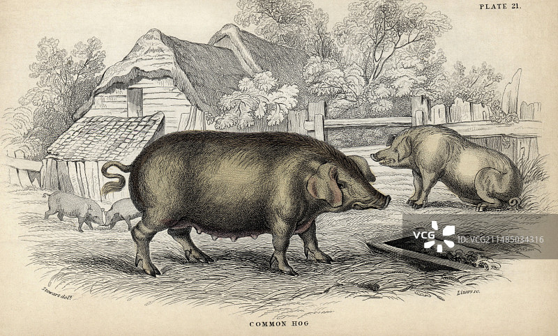 野猪，19世纪艺术品图片素材