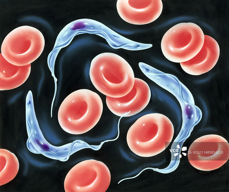 昏睡病寄生虫图片素材