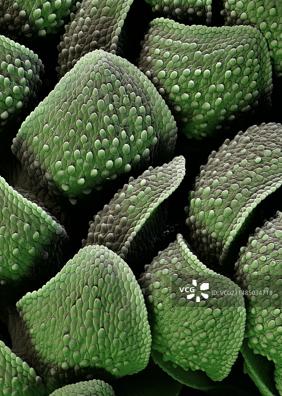 满江红植物表面扫描电镜图图片素材