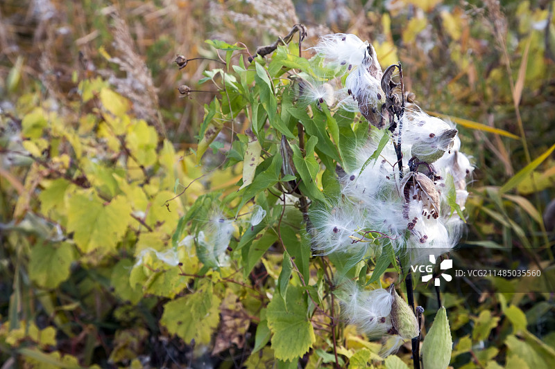 乳草种子荚图片素材