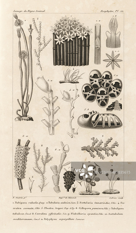 水生无脊椎动物艺术作品图片素材