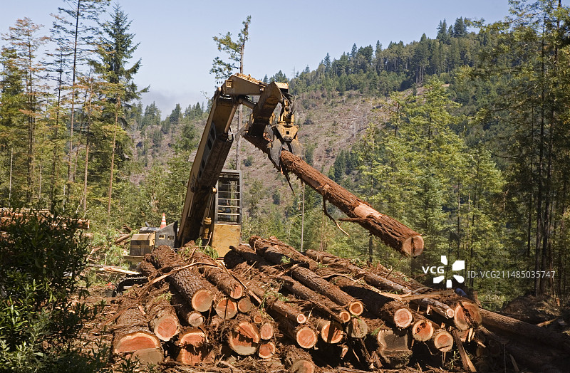 美国加利福尼亚州的红木砍伐图片素材