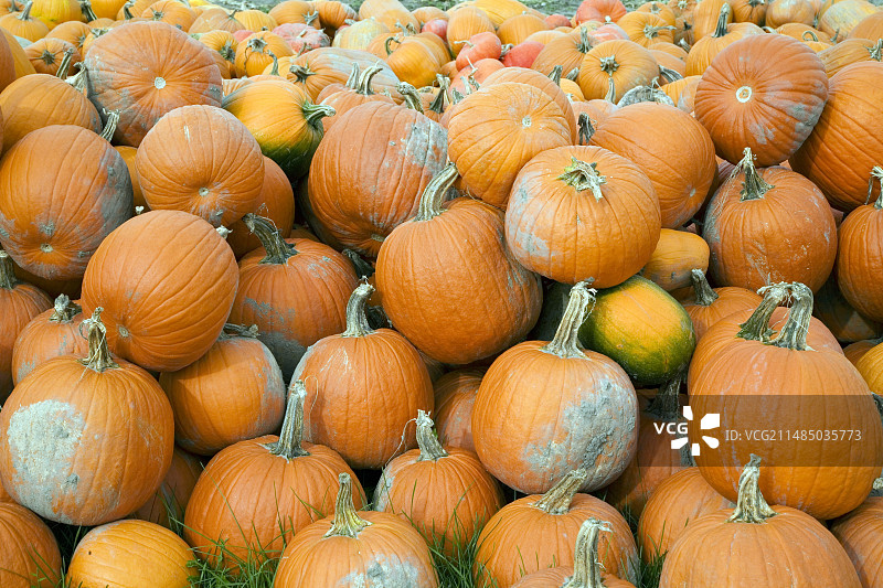 收获的南瓜图片素材