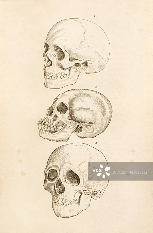 19世纪的人头骨艺术作品图片素材