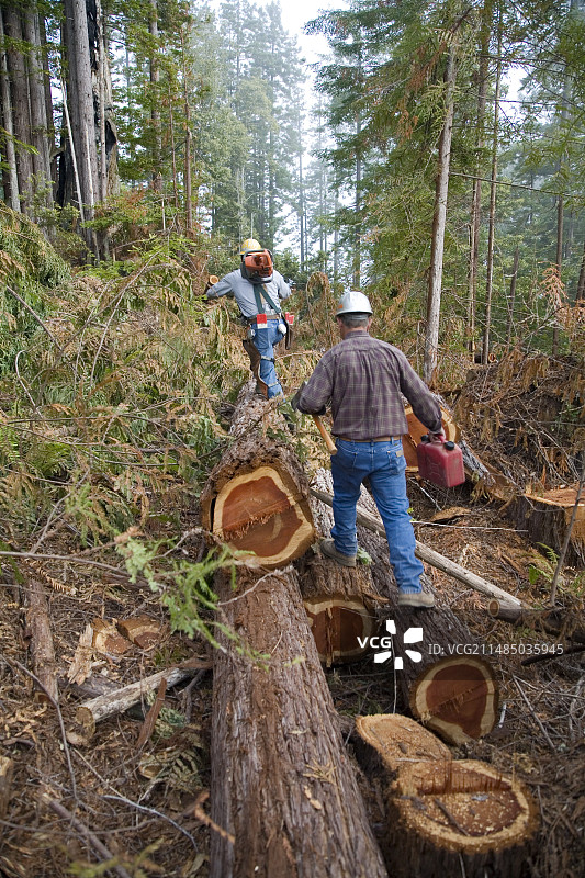 美国加利福尼亚州的红木砍伐图片素材