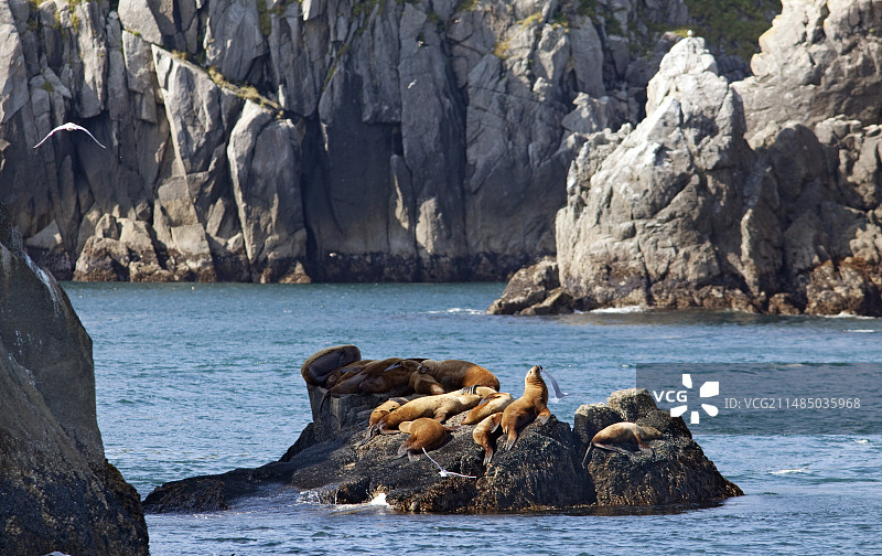 沿海岩石上的斯特勒海狮图片素材