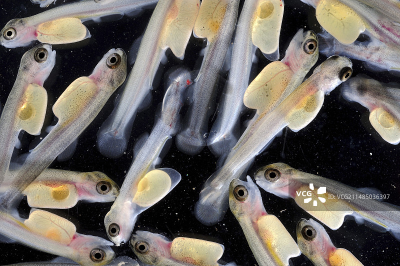 鱼场孵化场的鱼苗图片素材