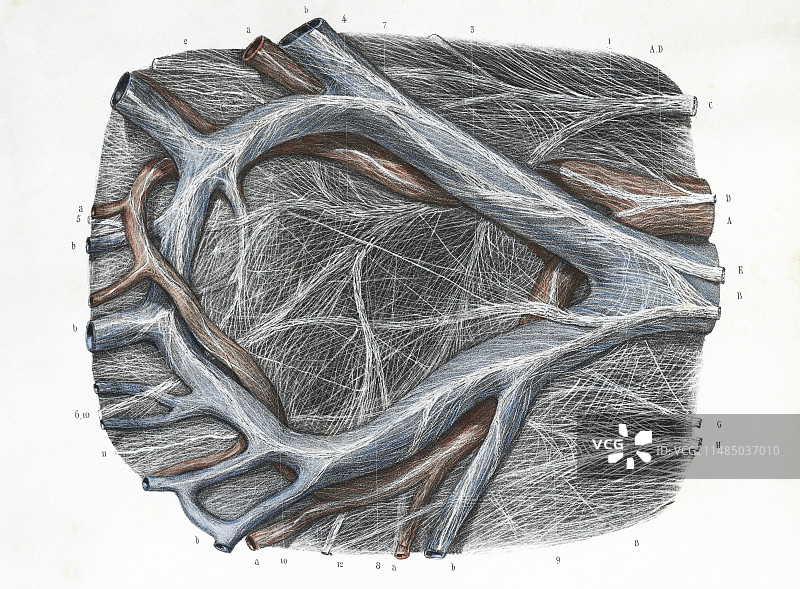 1839年中结肠画作图片素材
