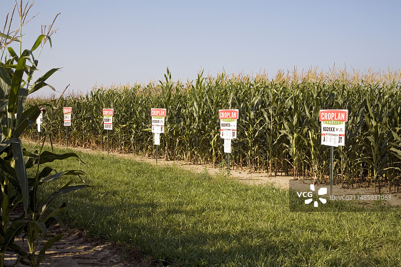 种子公司的作物示范田图片素材