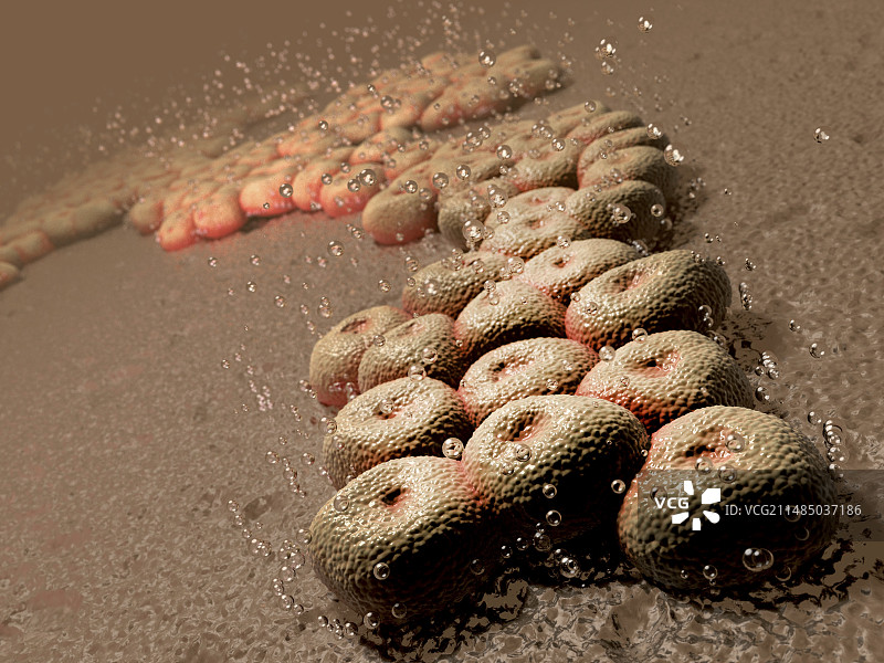 鲍曼不动杆菌细菌艺术作品图片素材