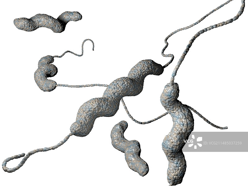 空肠弯曲菌图片素材