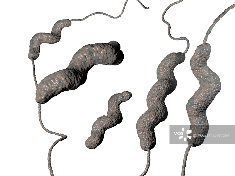 空肠弯曲菌图片素材