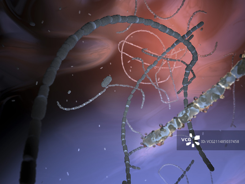 消化链球菌属细菌图片素材