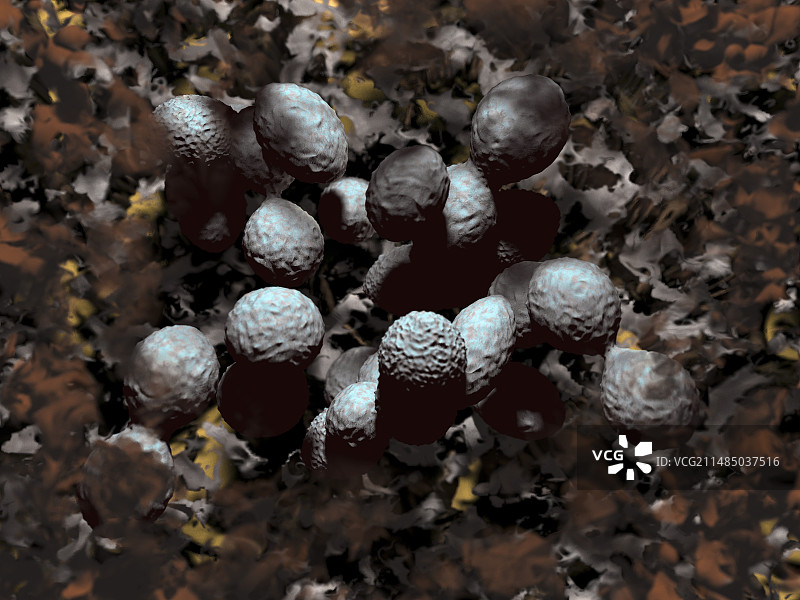 化脓性链球菌图片素材