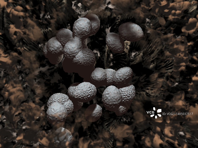 化脓性链球菌图片素材