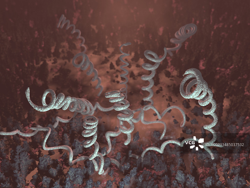 梅毒螺旋体细菌图片素材
