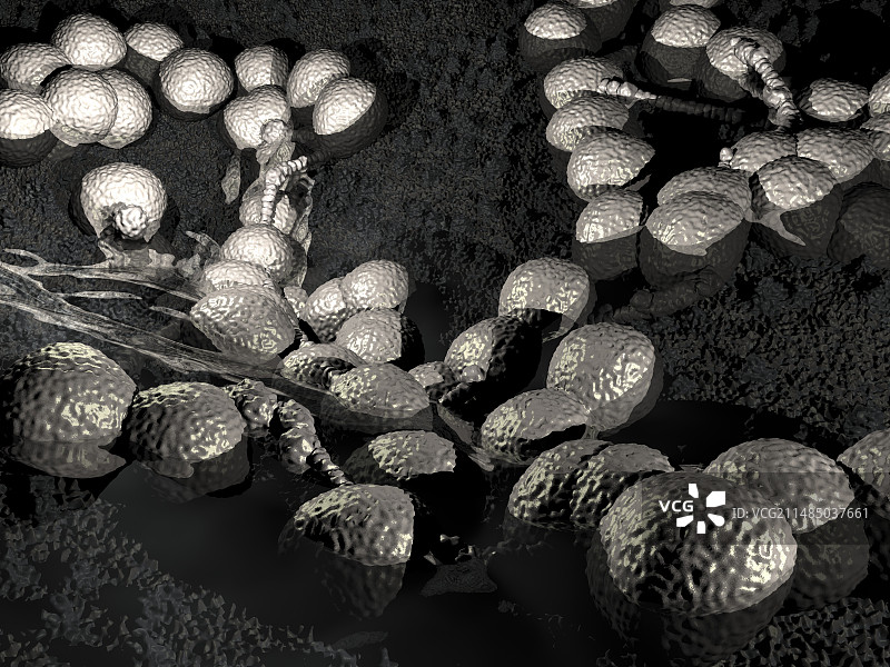 淋病奈瑟菌细菌，艺术作品图片素材