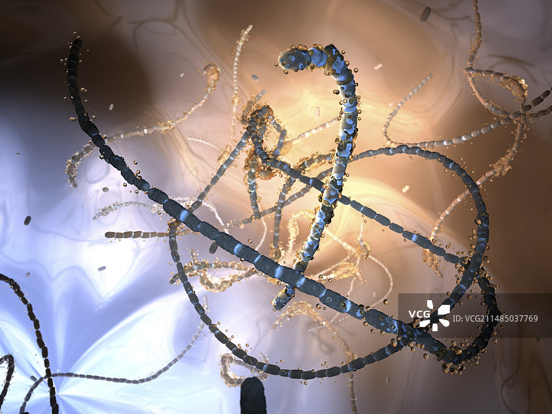 消化链球菌属细菌图片素材