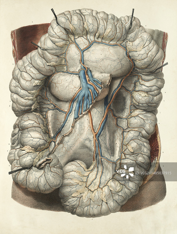 大肠，1839年画作图片素材
