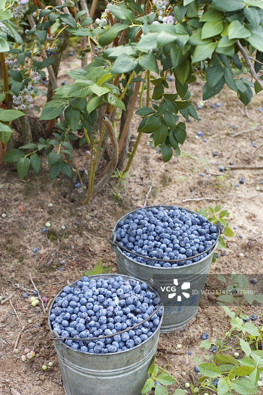 采摘的蓝莓图片素材