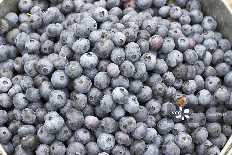 采摘的蓝莓图片素材