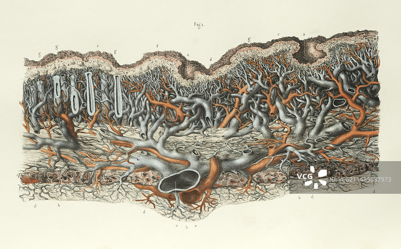 1839年胃壁结构图图片素材